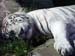 319zoos